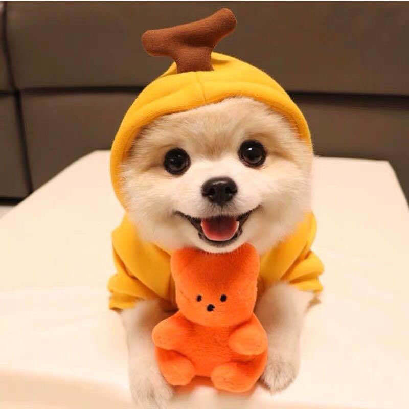 Fruit Print Dog Hoodie – Warm Fleece Coat for Small Dogs & Cats